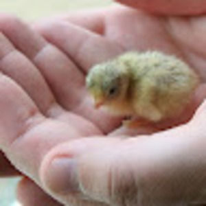 Meet your Posher, Jordan